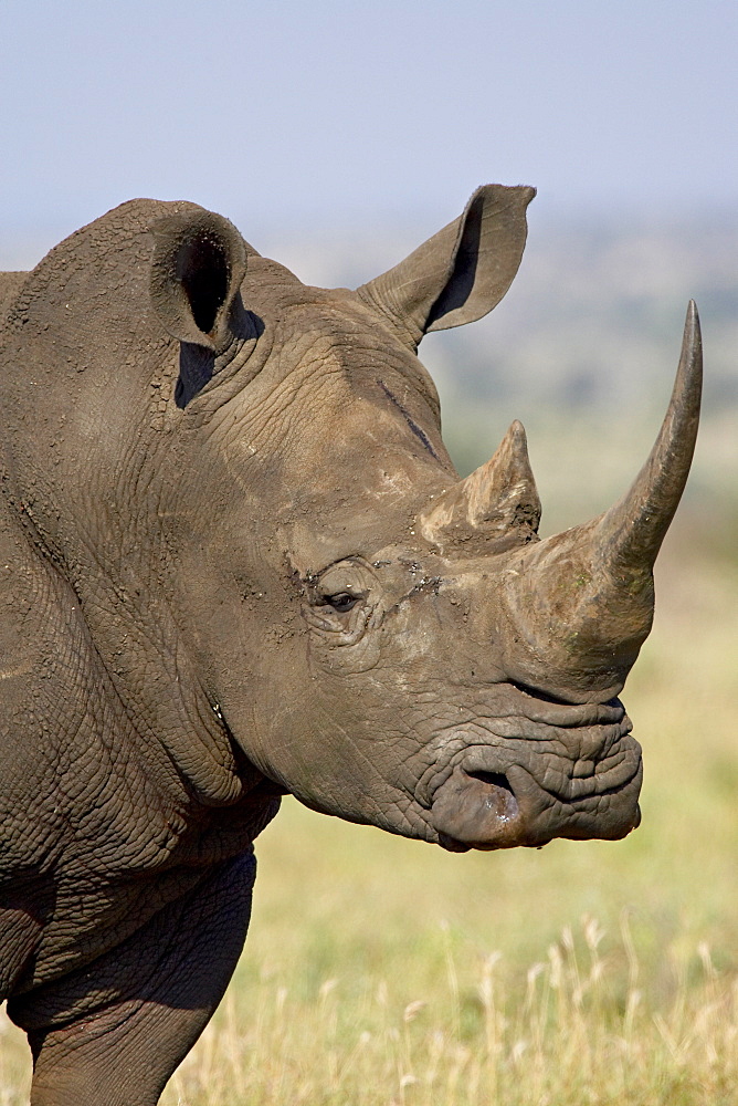 White rhinoceros (Ceratotherium simum), Kruger National Park, South Africa, Africa