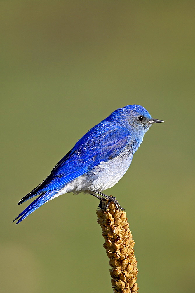 Male mountain bluebird (Sialia currucoides), Douglas County, Colorado, United States of America, North America