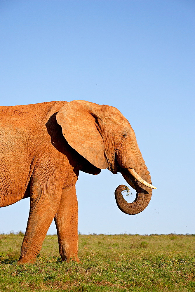 African elephant (Loxodonta africana), Addo Elephant National Park, South Africa, Africa