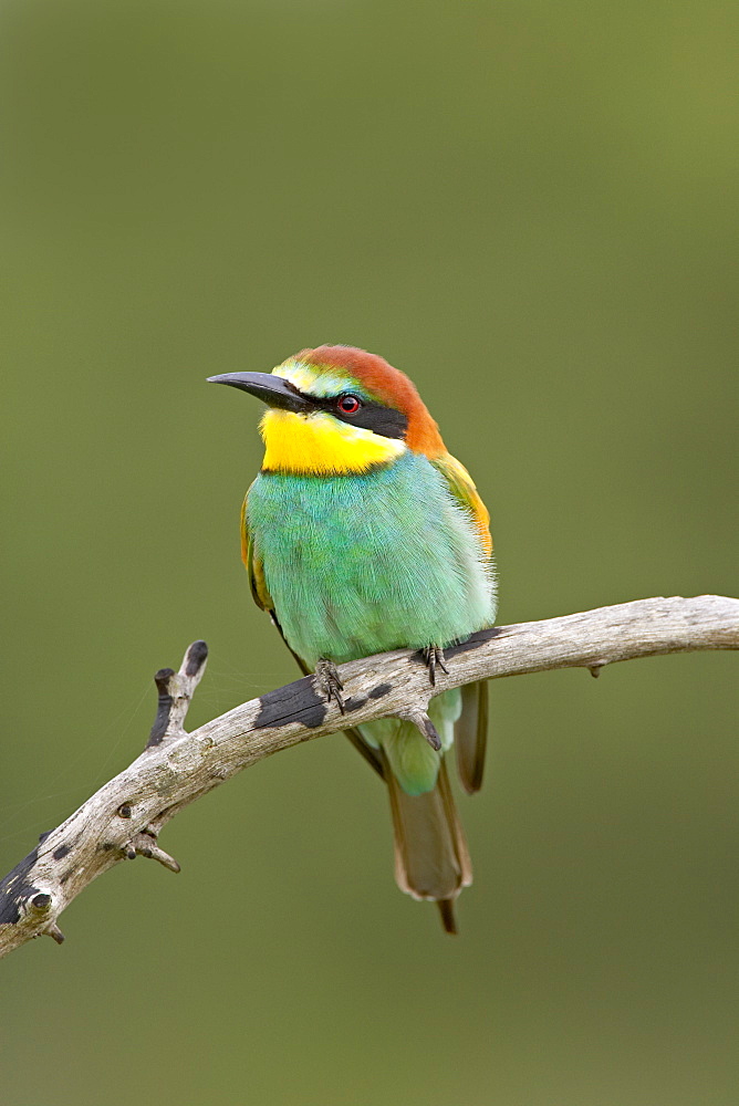 European bee-eater or golden-backed bee-eater (Merops apiaster), Kruger National Park, South Africa, Africa