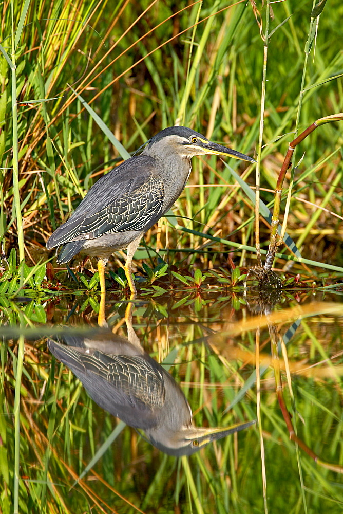 Green-backed heron (Butorides striatus), Kruger National Park, South Africa, Africa