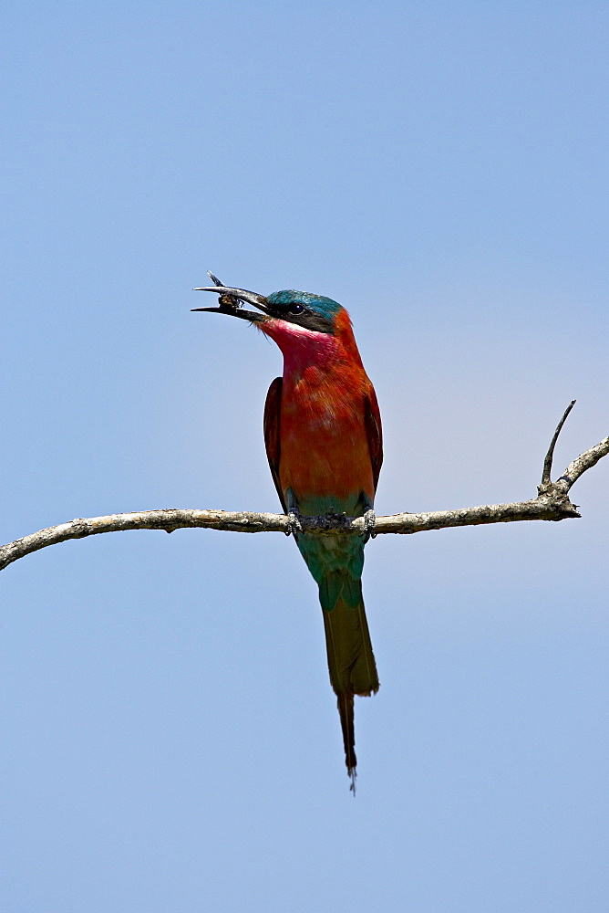 (Southern) carmine bee-eater (Merops nubicoides) with an insect, Kruger National Park, South Africa, Africa