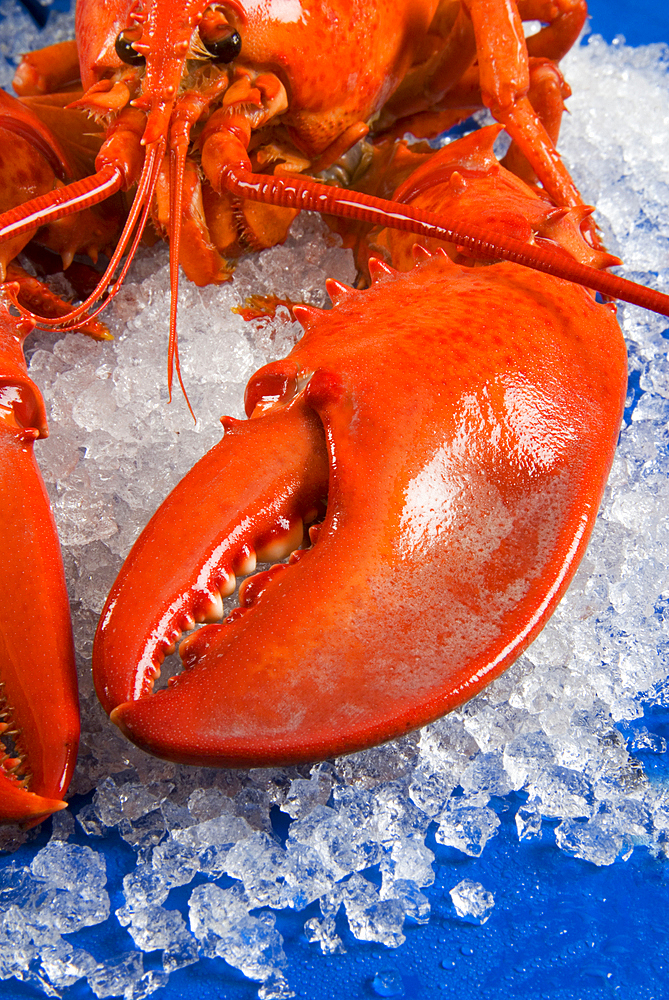 Lobster (Homarus Americanus) on ice bed, Florence, Tuscany, Italy, Europe