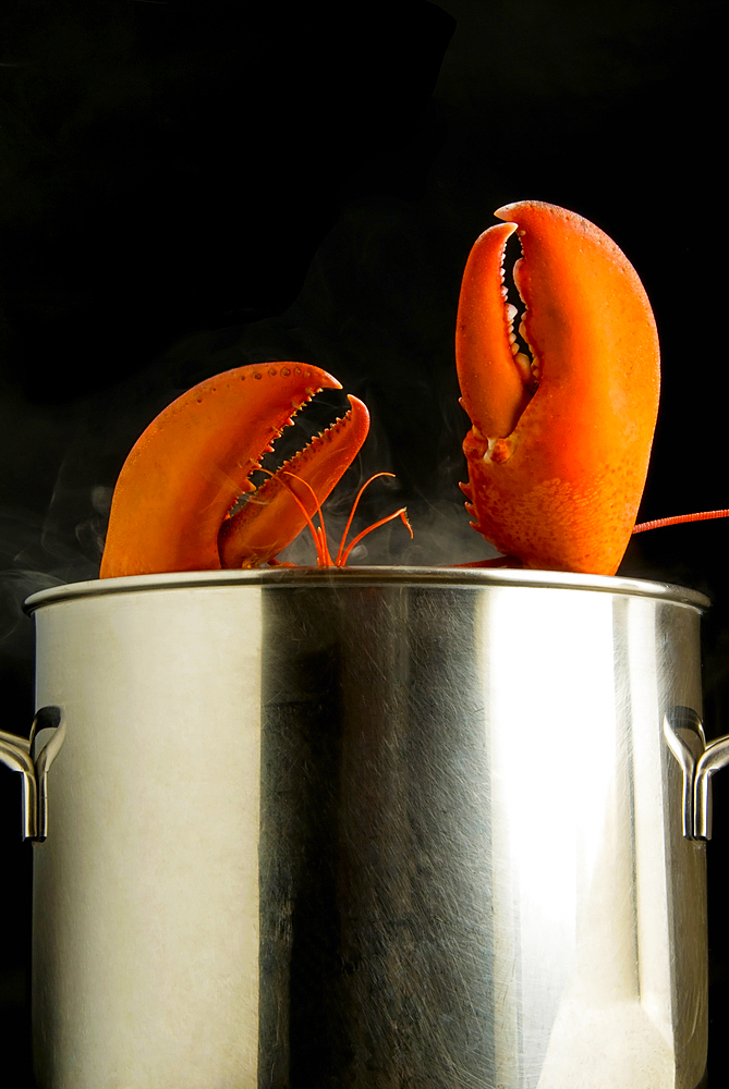 Lobster (Homarus americanus) boiling in a steel pot, Florence, Tuscany, Italy, Europe