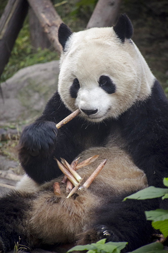 Chengdu Research Base of Giant Panda Breeding, Chengdu, Sichuan Province, China, Asia