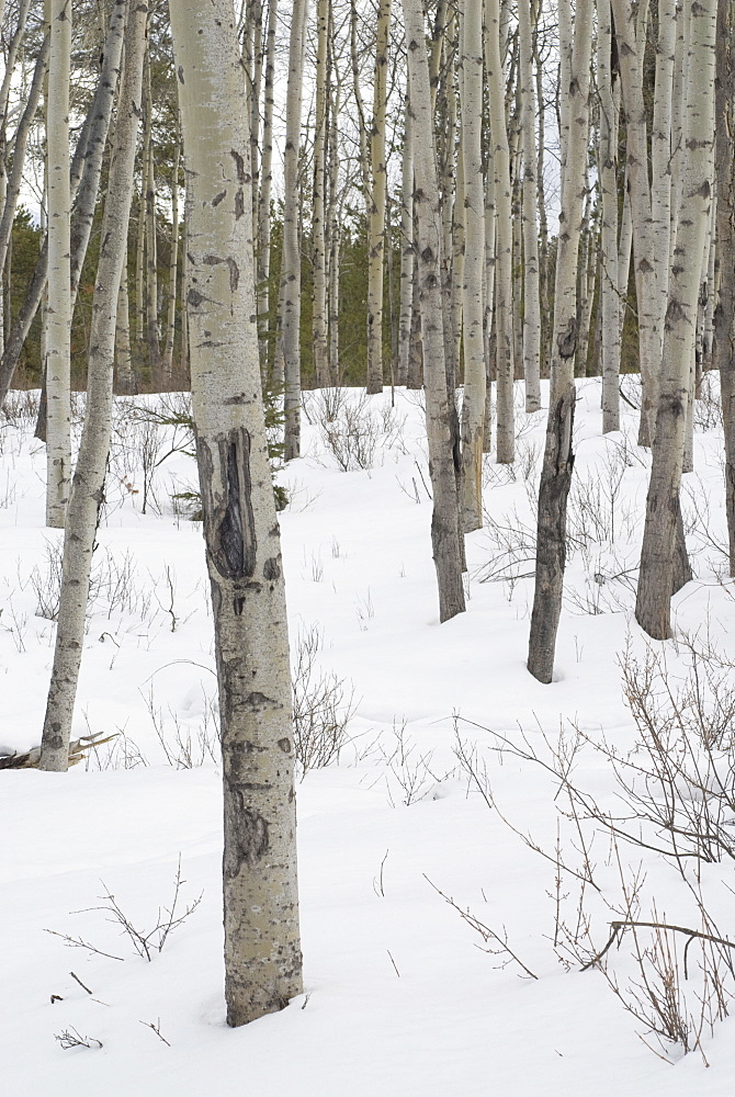 Trees in snow at Pyramid Lake, Jasper National Park, UNESCO World Heritage Site, Rocky Mountains, Alberta, Canada, North America