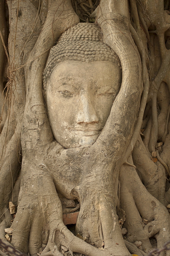 Wat Maha That, Ayutthaya, UNESCO World Heritage Site, Ayutthaya Province, Thailand, Southeast Asia, Asia