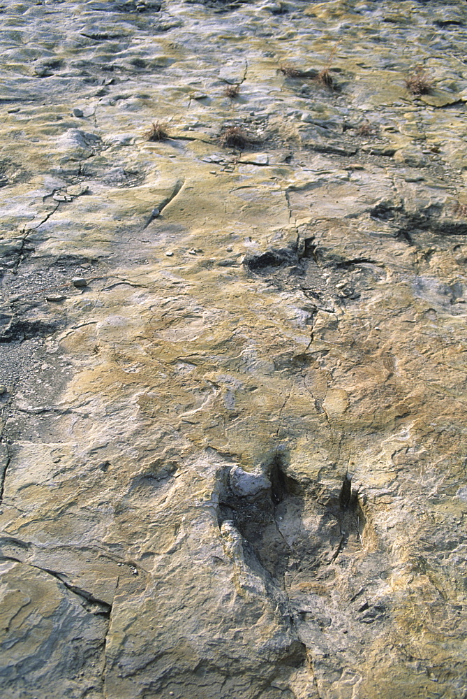 Dinosaur Trackway, Clayton Lake State Park, Clayton, New Mexico, United States of America, North America