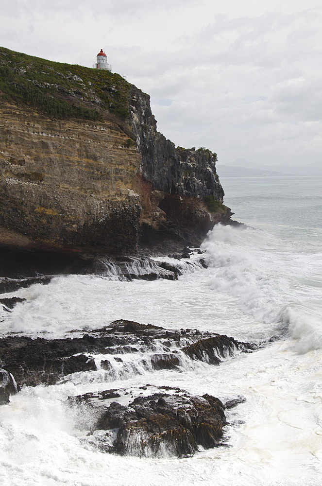 Royal Albatross Centre, Dunedin, Otago Peninsula, South Island, New Zealand, Pacific