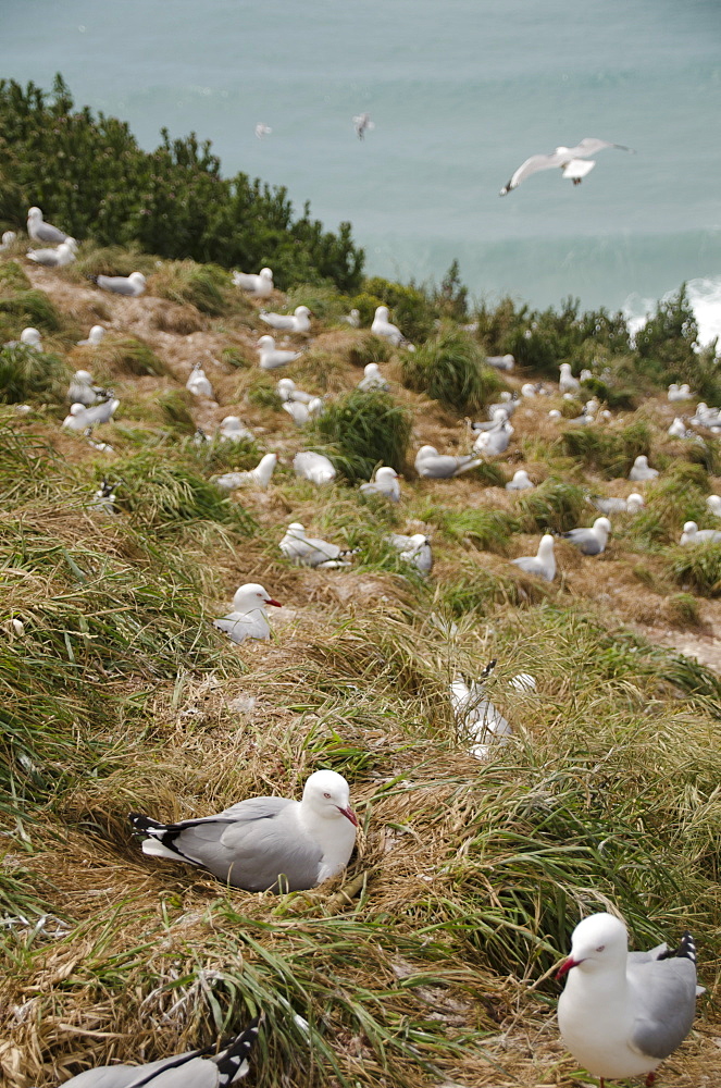 Royal Albatross Centre, Dunedin, Otago Peninsula, South Island, New Zealand, Pacific