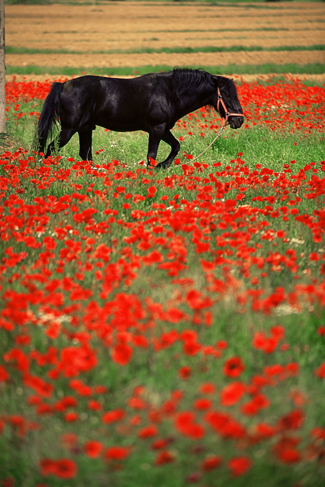 Black horse in field of poppies, Chianti region, Tuscany, Italy, Europe