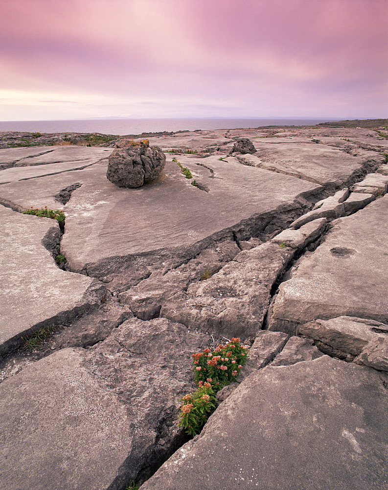 Limestone rocks near the sea at sunset, The Burren, County Clare, Munster, Republic of Ireland (Eire), Europe