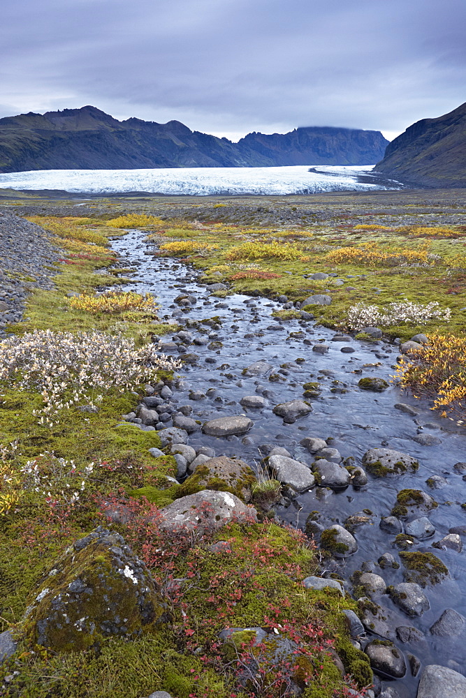 Vegetation at foot of retreating Skaftafellsjokull glacier, Skaftarell National Park, Iceland, Polar Regions