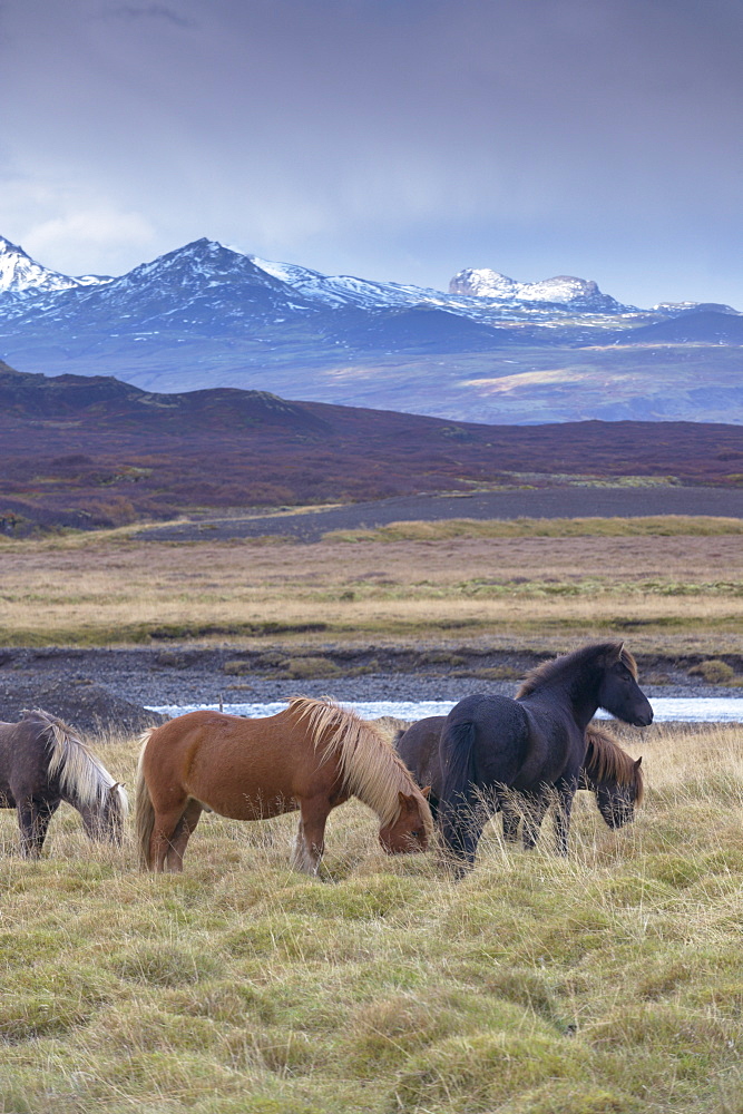 Icelandic horses near Snorrastadir, snow-covered peaks of Ljosufjoll behind, Snaefellsnes Peninsula, West Iceland, Iceland, Polar Regions