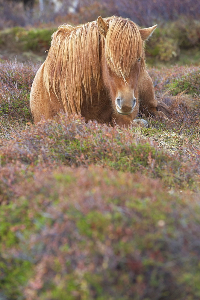 Icelandic horses near Hrisar (Hvammsfordur), West Iceland, Iceland, Polar Regions