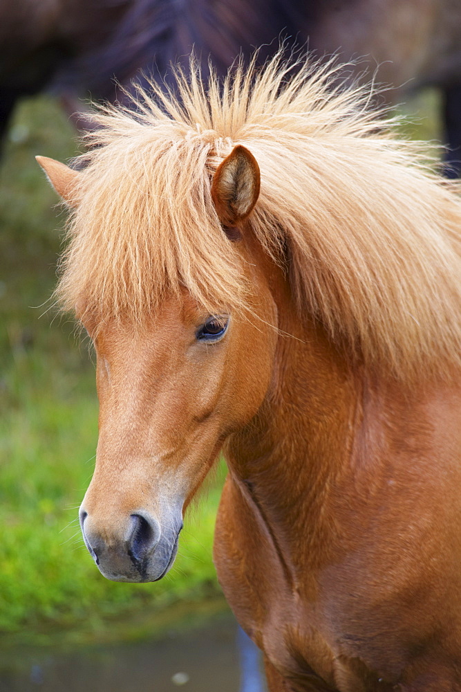 Icelandic horses, near Skogar, South Iceland (Sudurland), Iceland, Polar Regions