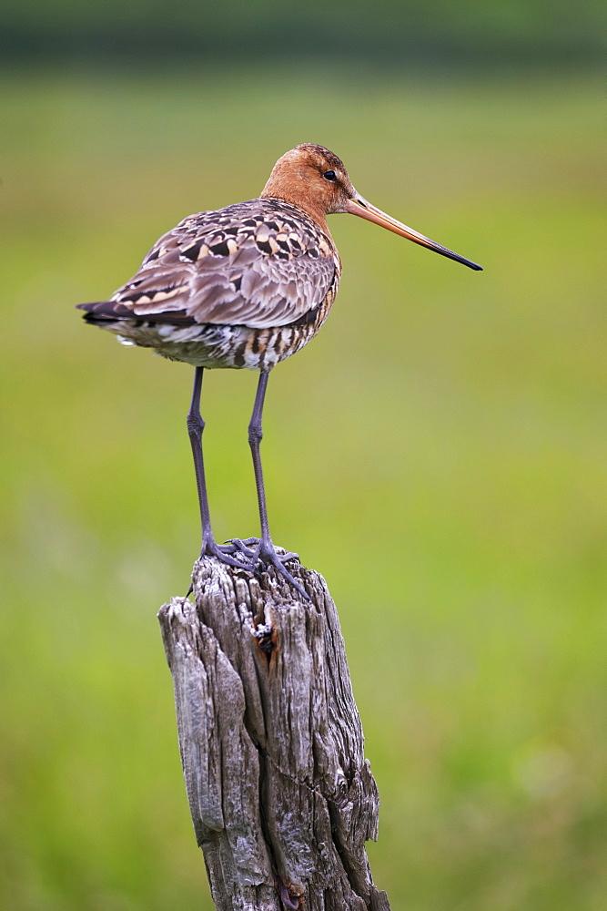 Black-tailed godwit (Limosa limosa) perched on post, near Vik, South Iceland, Iceland, Polar Regions