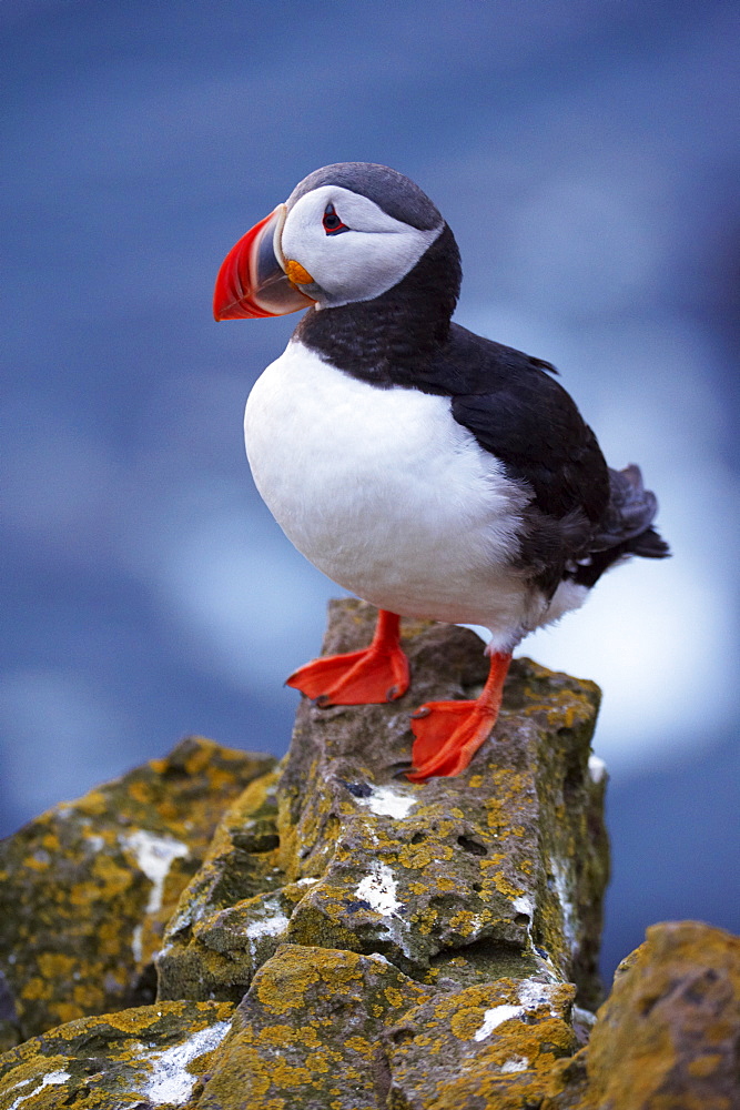 Puffin (Fratercula arctica) at Latrabjarg, largest bird colony in Europe, West Fjords (Vestfirdir), Iceland, Polar Regions