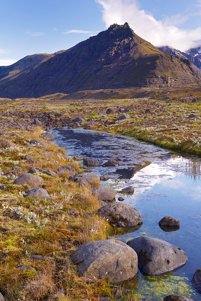 Arctic plants in autumn in Skaftafell National Park, Mount Hafrafell in the distance, south-east Iceland (Austurland), Iceland, Polar Regions