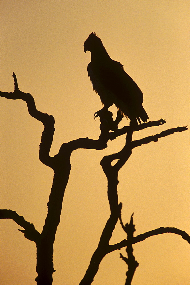 Silhouette of martial eagle (Polemaetus bellicosus), Botswana, Africa