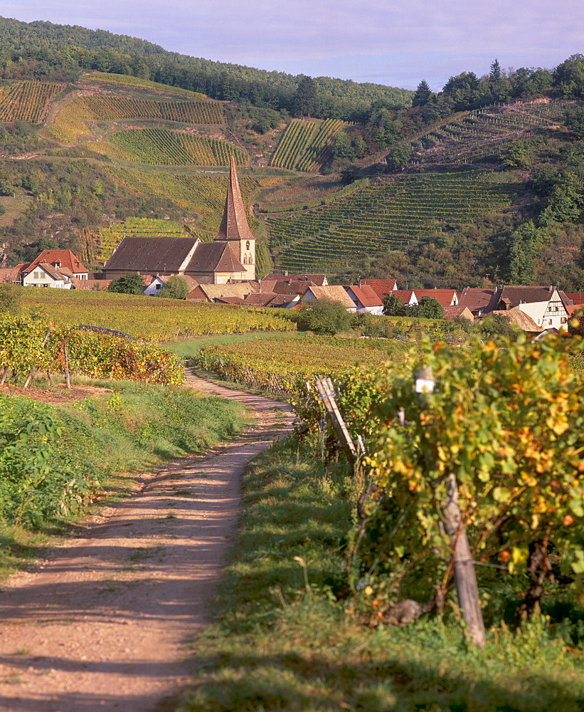 Niedermorschwihr, village of the Alsatian Wine Road, and its unique twisted bell tower, from the vineyards, Haut Rhin, Alsace, France, Europe