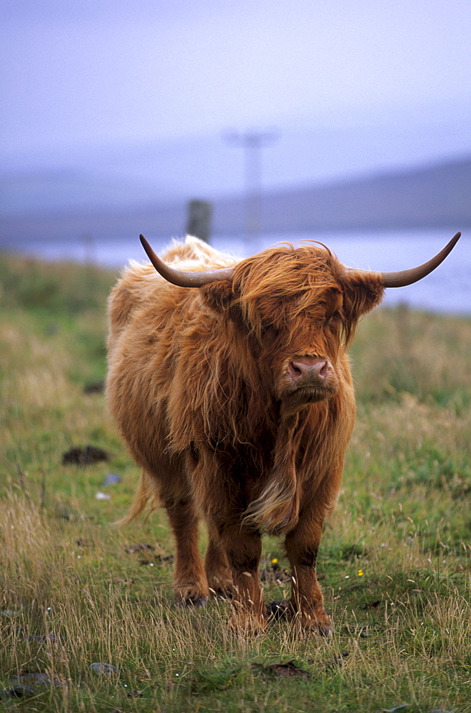 Highland cow, Shetland Islands, Scotland, United Kingdom, Europe