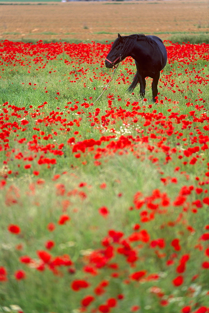 Black horse in a poppy field, Chianti, Tuscany, Italy, Europe