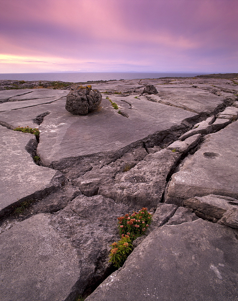 Limestone plateau at sunset, karstic landscape, Burren region, County Clare, Munster, Republic of Ireland, Europe