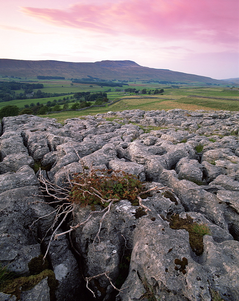 Limestone pavements near Chapel-le-Dale, Yorkshire Dales National Park, Yorkshire, England, United Kingdom, Europe