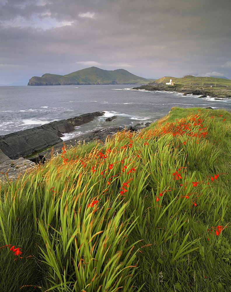 Flowers, lighthouse and Doulus Head, Valentia Island, Ring of Kerry, Co. Kerry, Munster, Republic of Ireland (Eire), Europe