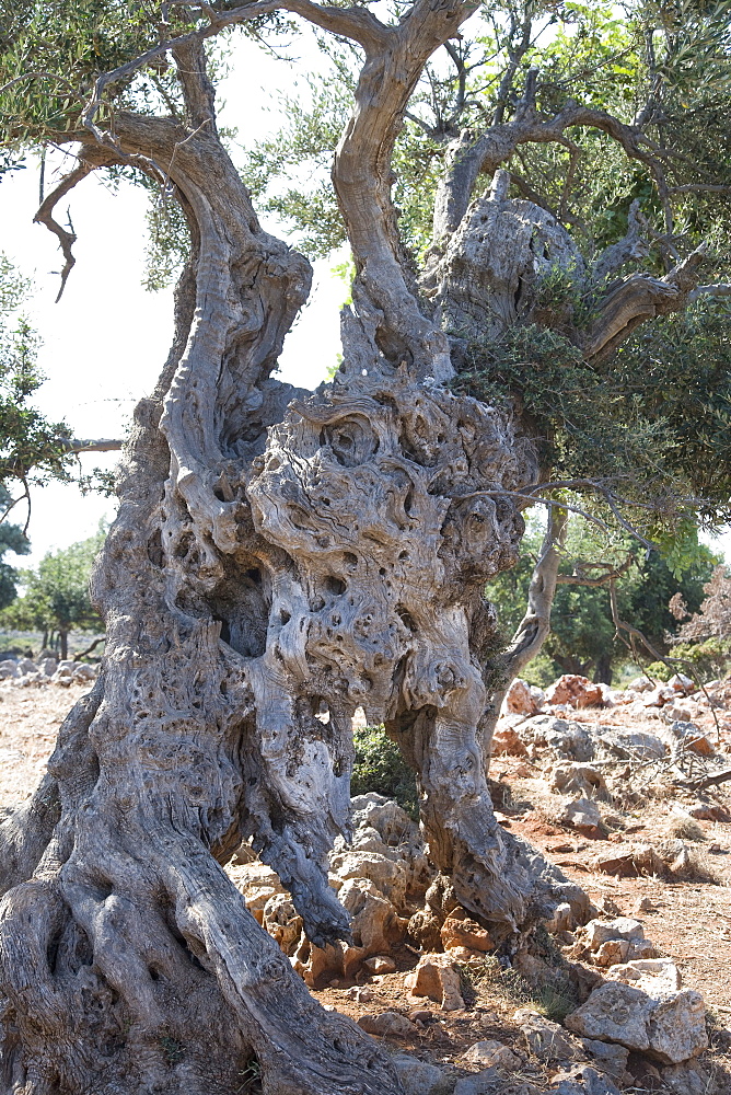 Olive tree, Crete, Greek Islands, Greece, Europe