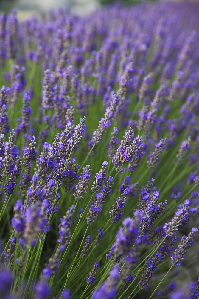 Lavender fields, Provence, France, Europe