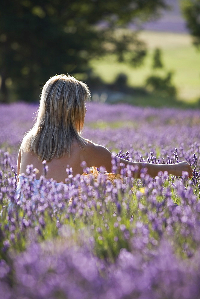 Woman in a lavender field, Provence, France, Europe