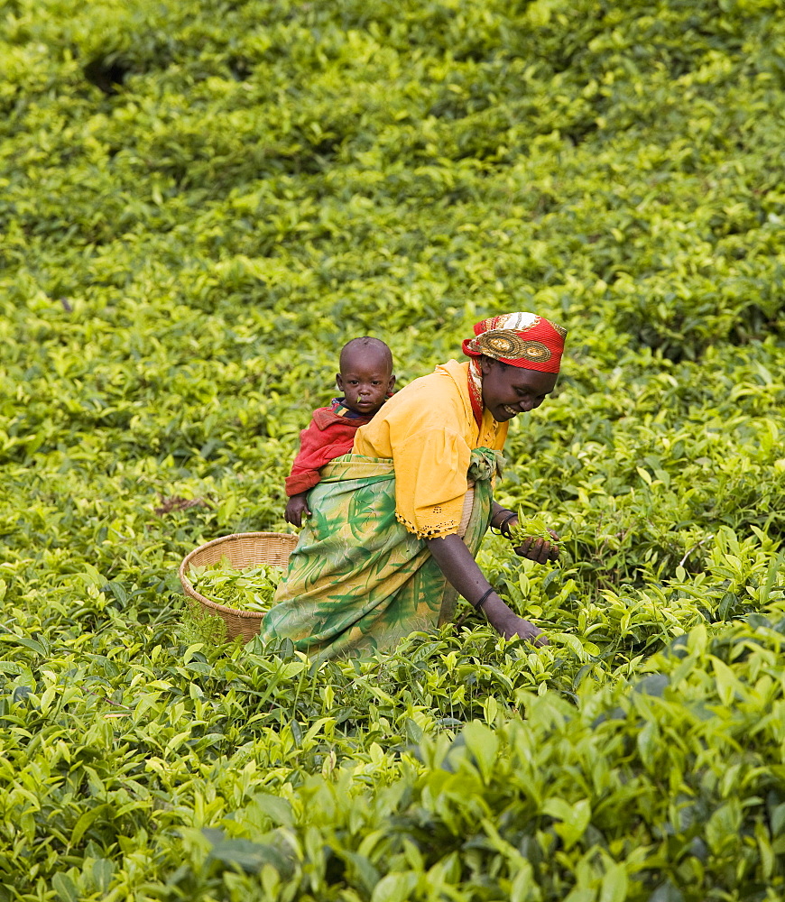 Village of Masango, Province of Cibitoke, Burundi, Africa