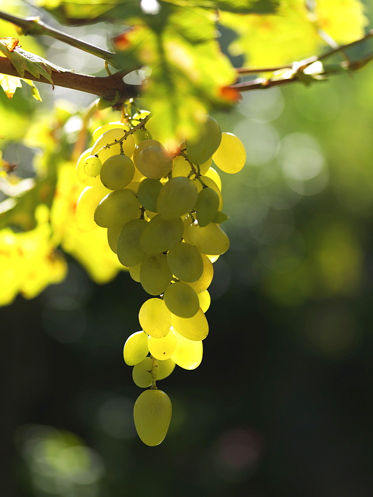 White grapes, Lake Maggiore, Piedmont, Italy, Europe