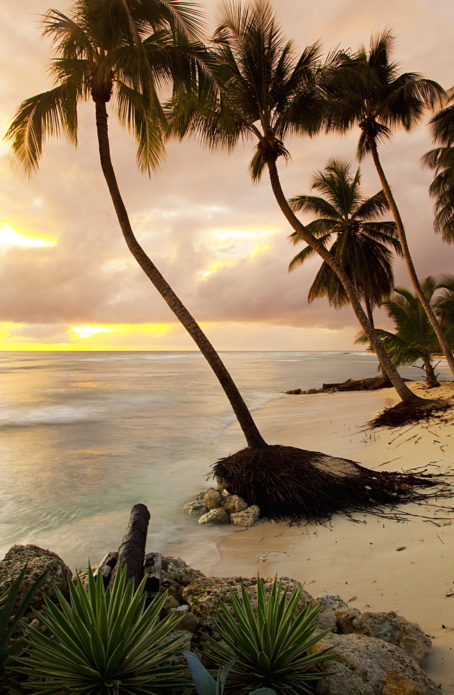 Tropical sunset, Bridgetown, Barbados, West Indies, Caribbean, Central America