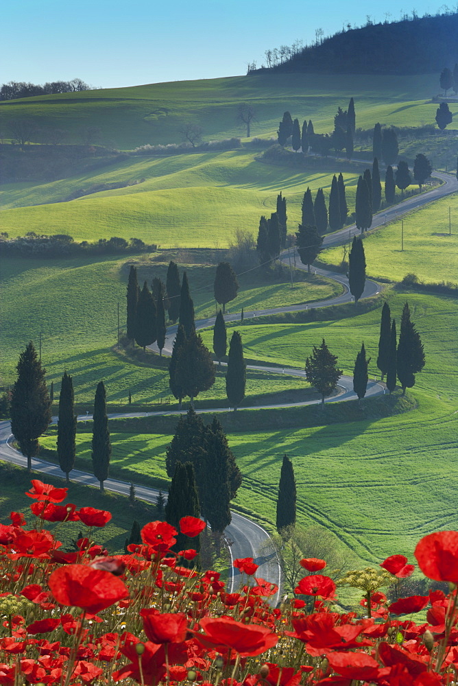 Winding road and poppies, Montichiello, Tuscany, Italy, Europe