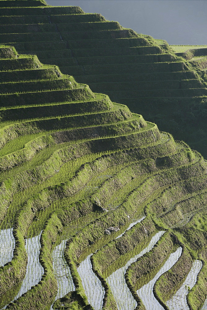 Longsheng terraced ricefields, Guangxi Province, China, Asia