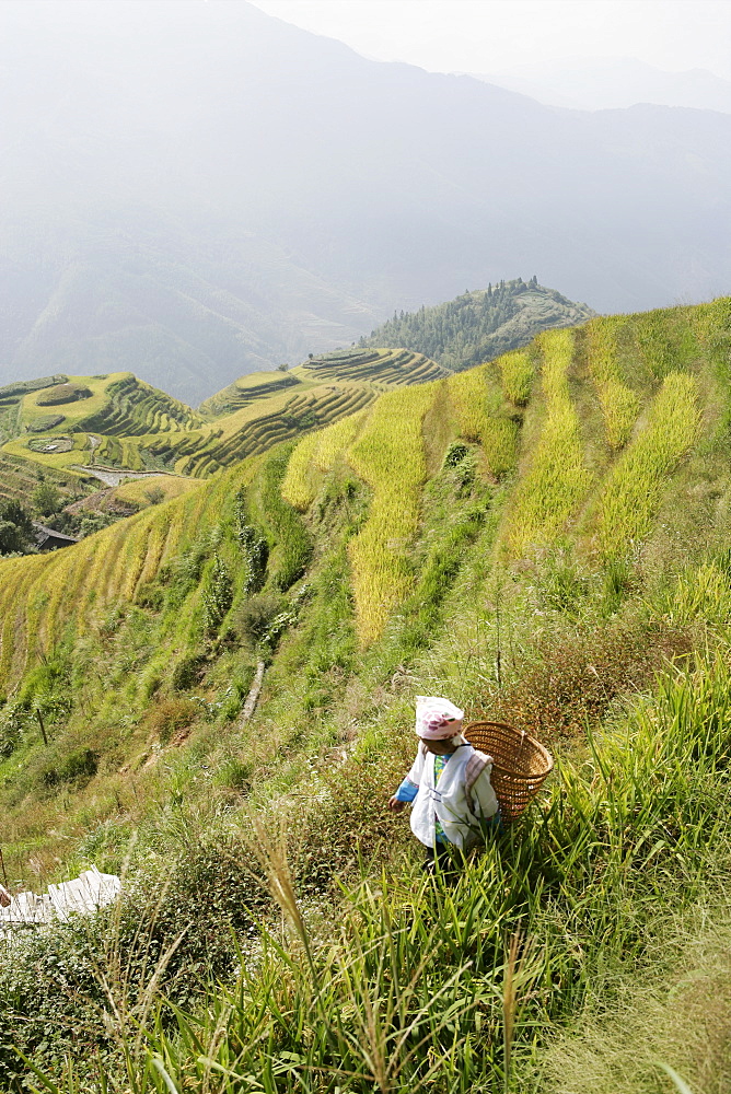 Woman of Yao tribe in ricefields, Longsheng terraced ricefields, Guilin, Guangxi Province, China, Asia