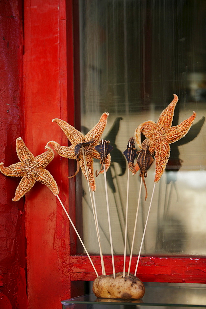 Chinese food, starfish, Beijing, China, Asia