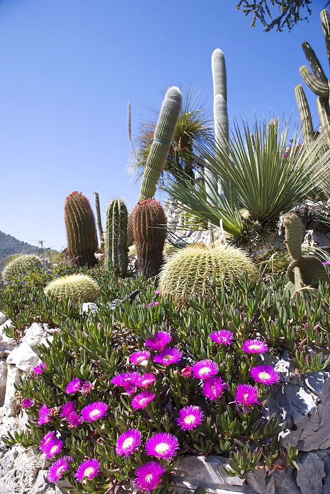 The tropical garden (Jardin Exotique), Eze, Alpes Maritimes, Provence, Cote d'Azur, French Riviera, France, Europe