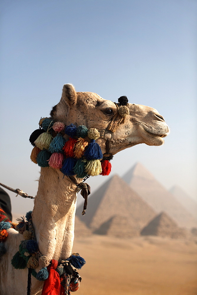 A camel stands in front of the Pyramids of Giza, Cairo, Egypt, North Africa, Africa