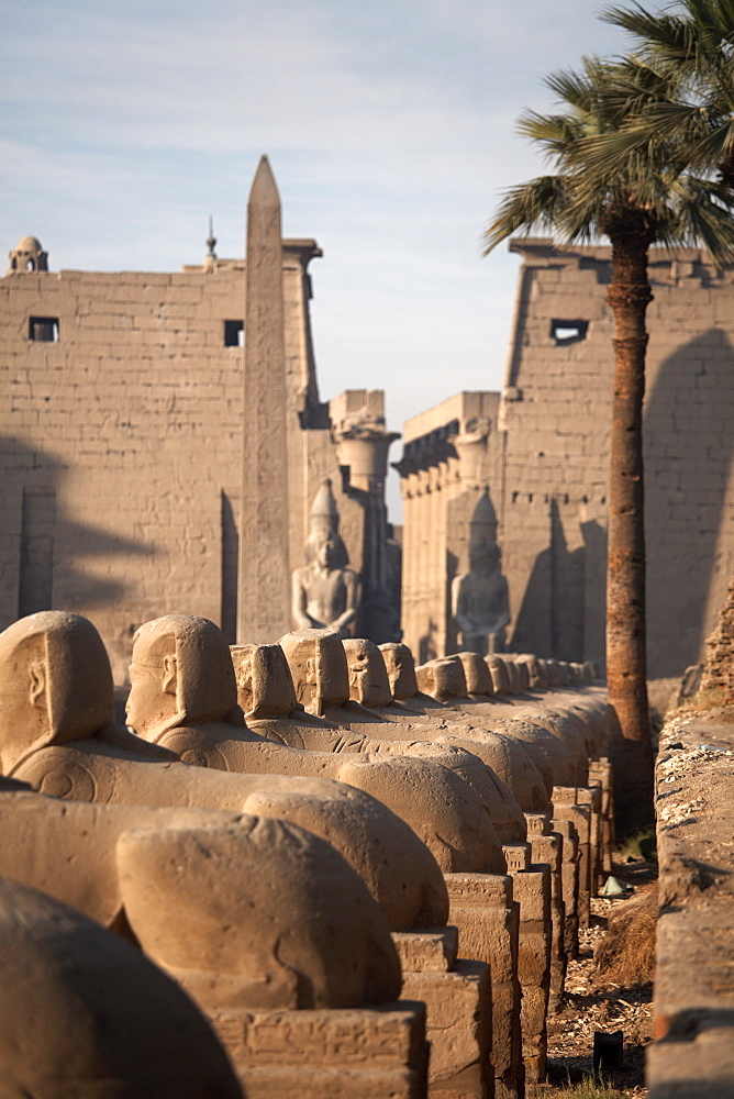 Avenue of the sphinxes leading to Luxor Temple, Luxor, Thebes, UNESCO World Heritage Site, Egypt, North Africa, Africa