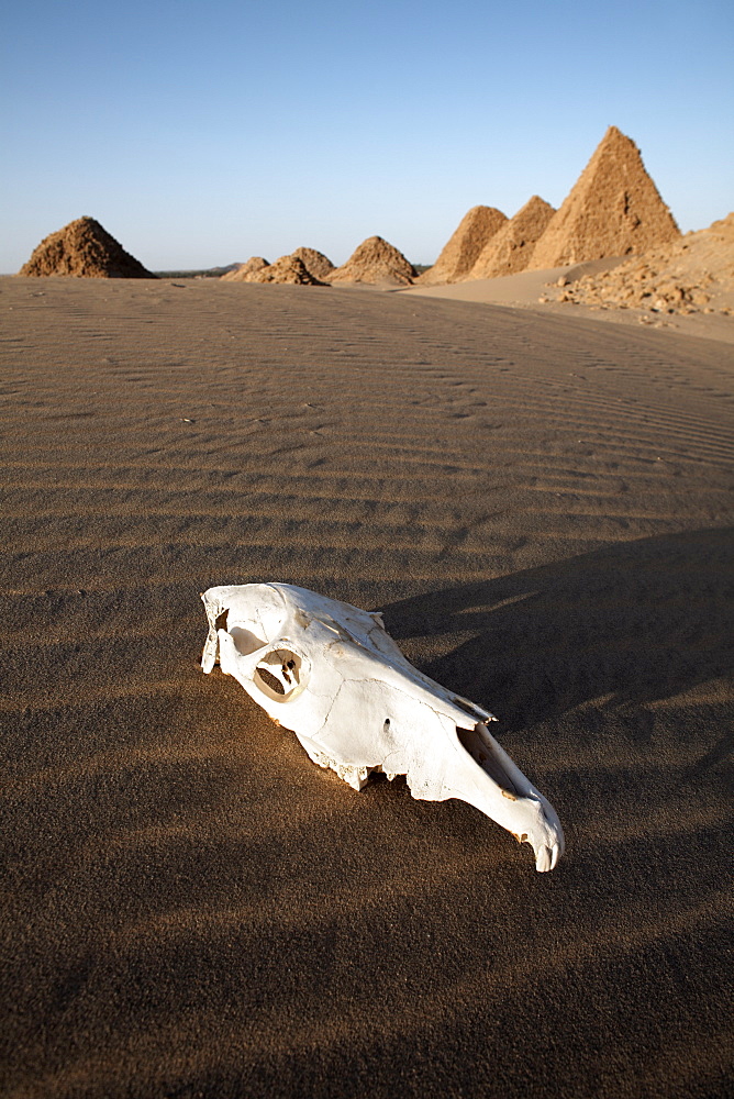 A camel skull at the royal cemetery of Nuri, burial place of King Taharqa, ancient ruler of the Kingdom of Kush, Karima, Sudan, Africa