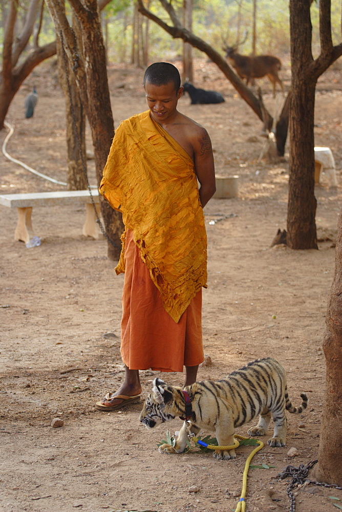 Buddhist monk watches over a tiger cub at Tiger Temple, Kanchanaburi, Thailand, Southeast Asia, Asia