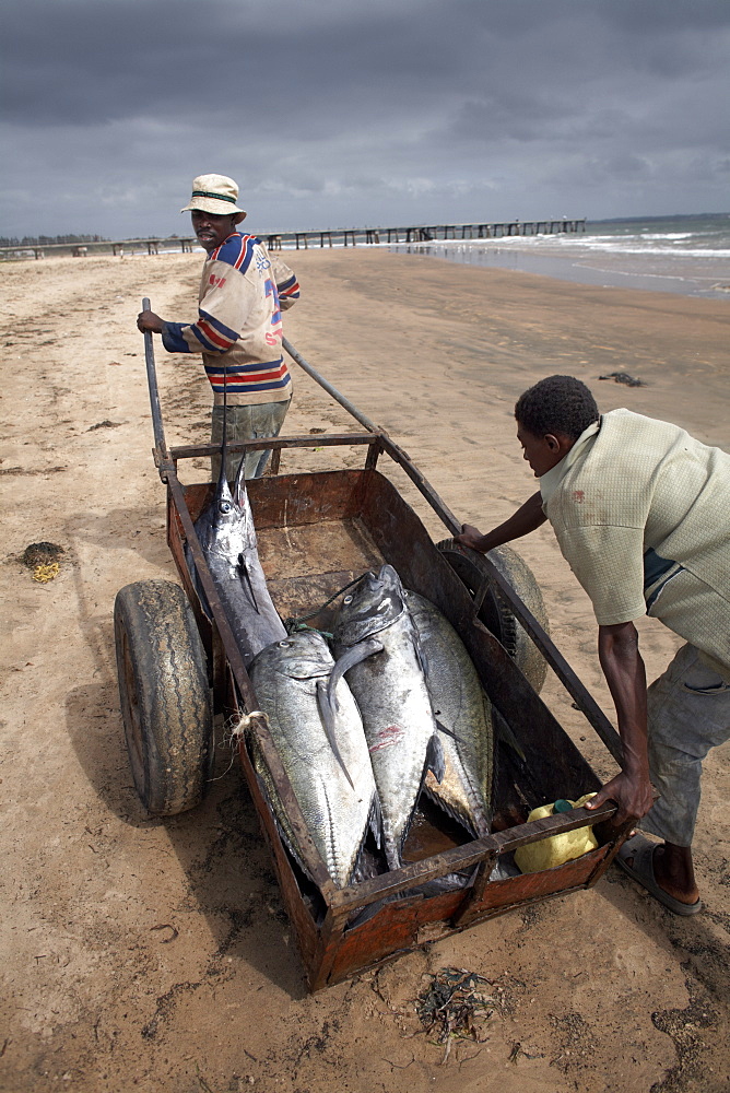 Fishermen with their catch, Malindi, Kenya, East Africa,  Africa