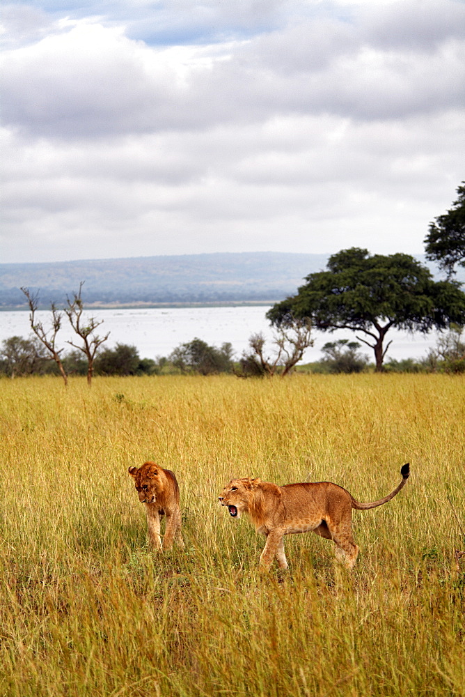 Young lions in Murchison National Park, Uganda, East Africa, Africa