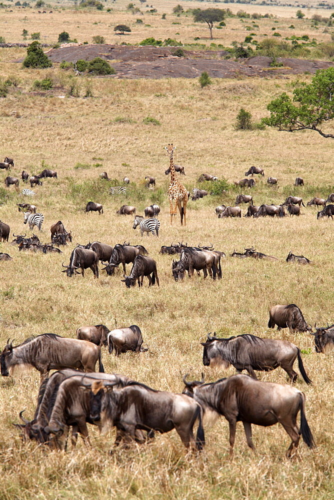 Wildlife in abundance in the Masai Mara National Reserve, Kenya, East Africa, Africa