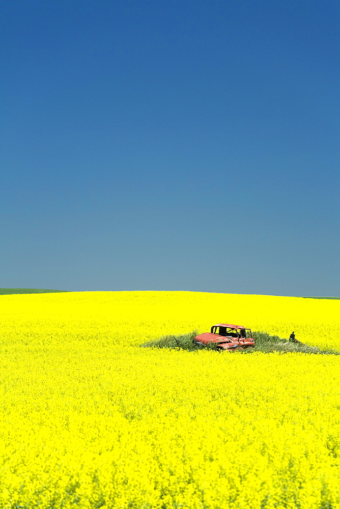 Field of canola on the Enchanted Highway, Regent, North Dakota, United States of America, North America