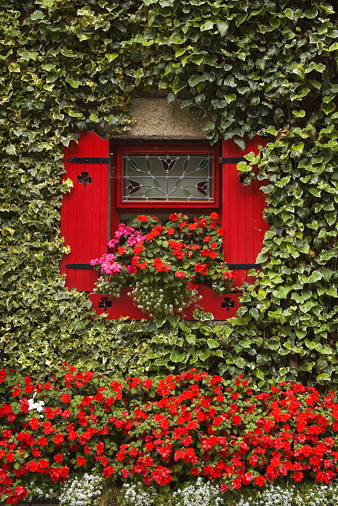 Ivy covered cottage, Town of Borris, County Carlow, Leinster, Republic of Ireland, Europe